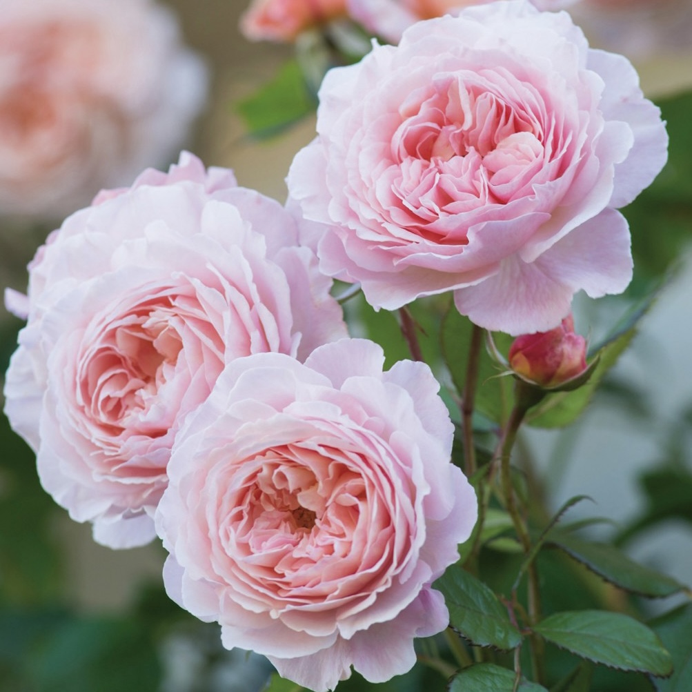 Э Шропшир Лэд  (A Shropshire Lad) в Санкт-Петербурге