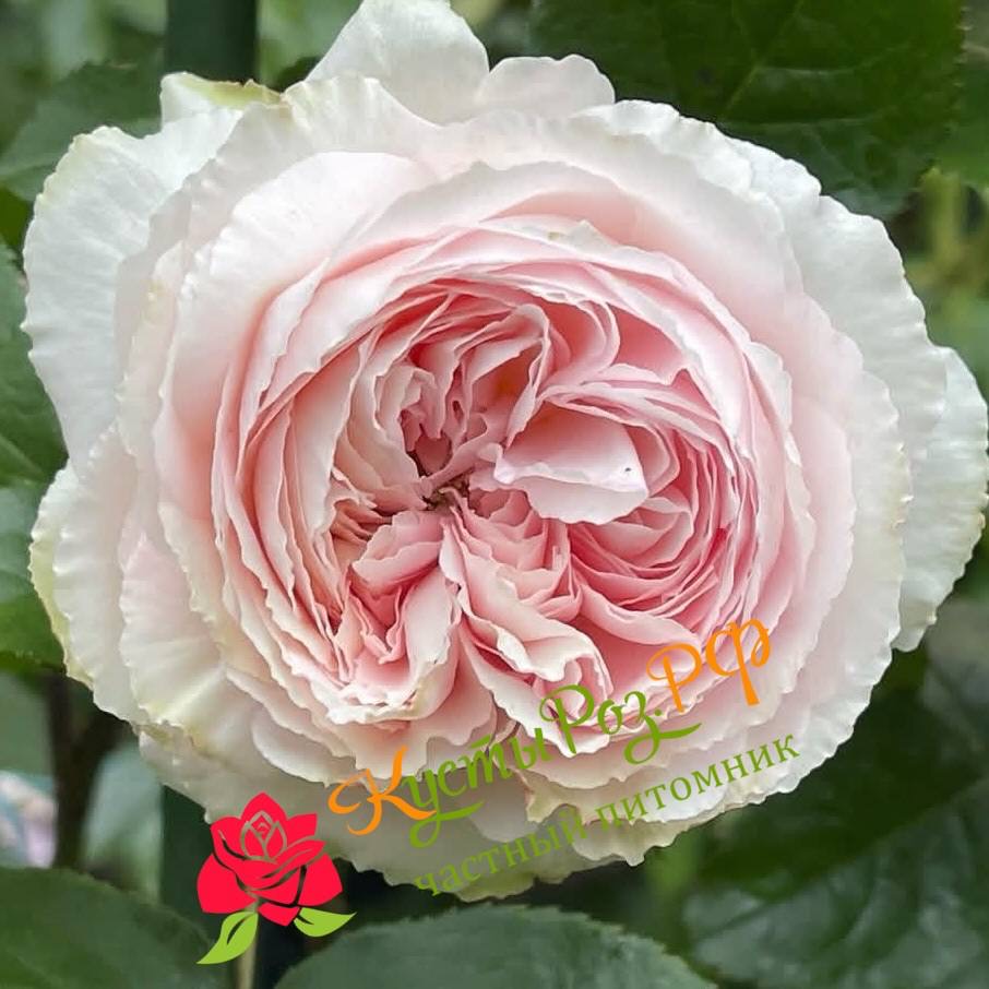 Хиори (Hiyori) в Санкт-Петербурге