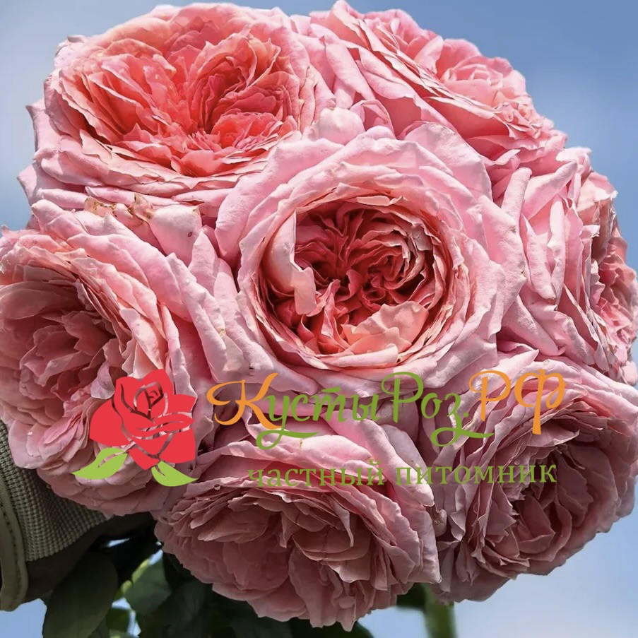 Анна-Софи Пик (Anne-Sophie Pic) в Санкт-Петербурге