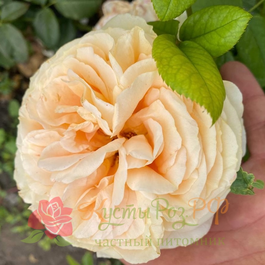 Кэндилайт (Candlelight ) в Санкт-Петербурге