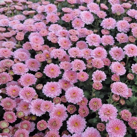 Хризантема английская розовая фото и описание