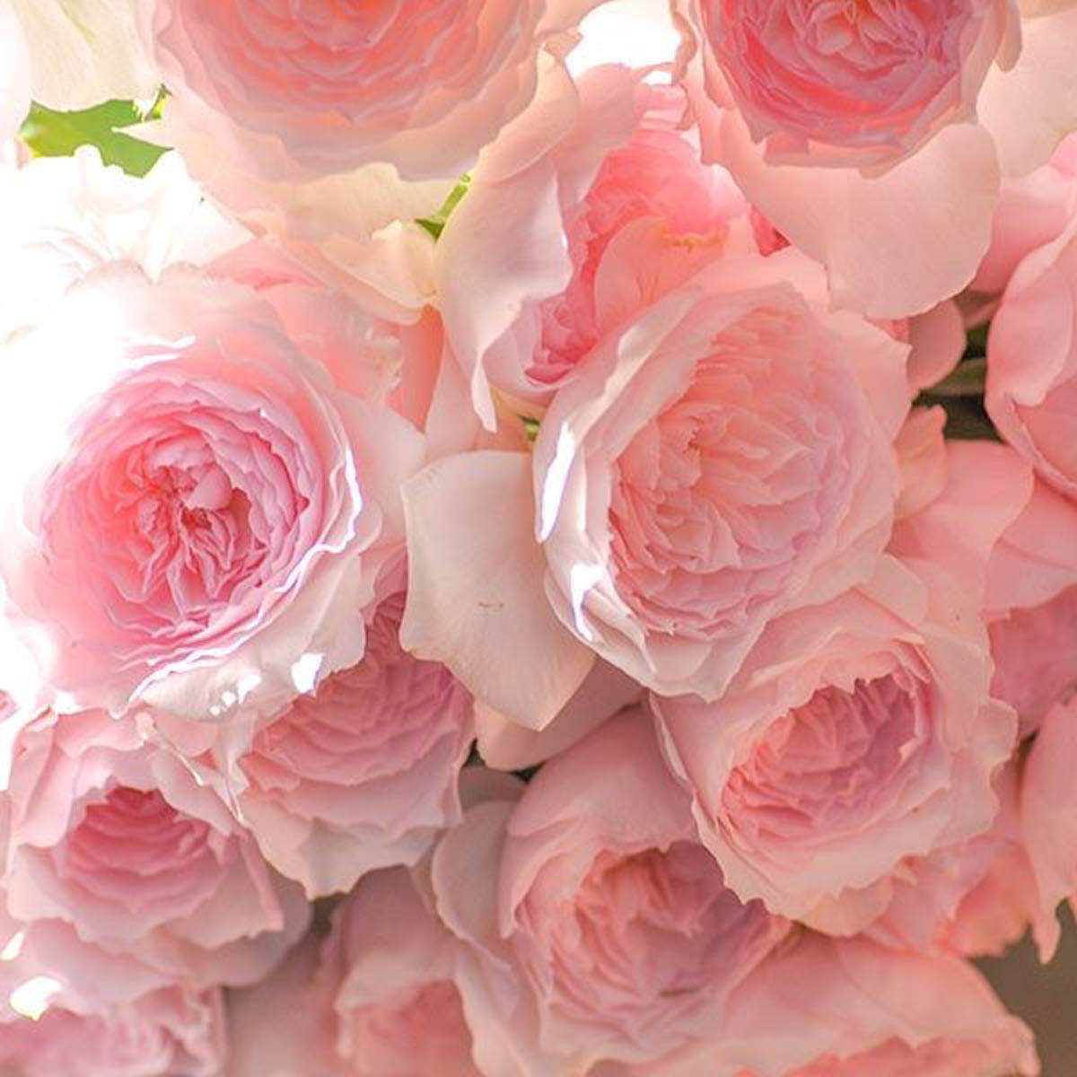 Розовая пионовидная роза саженец