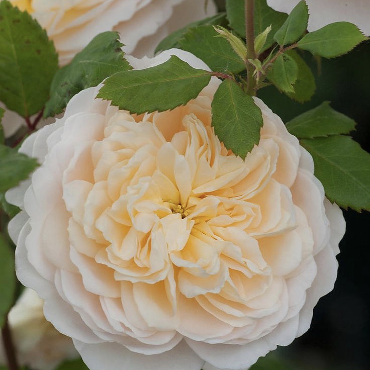 Крокус роуз (Crocus Rose) в Санкт-Петербурге