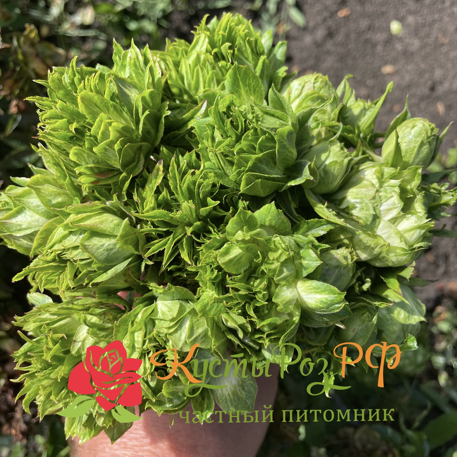 Мидори в Санкт-Петербурге