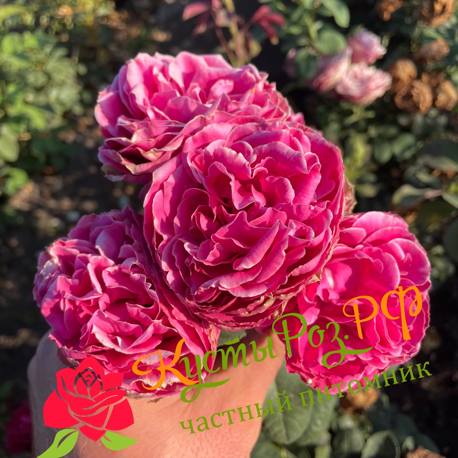 Хот Пинк Лейс (Hot Pink Lace) в Санкт-Петербурге