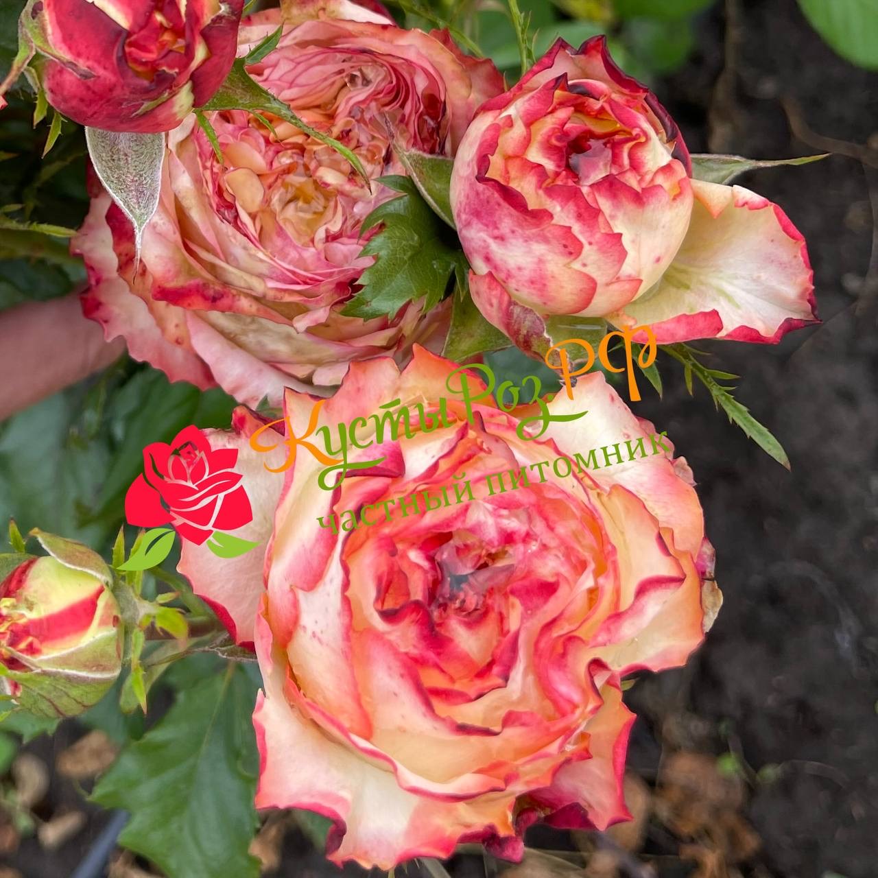 Миракулос (Miraculous) в Санкт-Петербурге