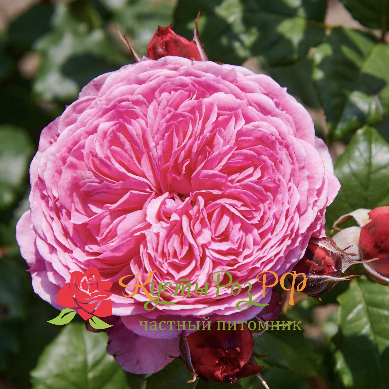 Тео Клеверс (Theo Clevers) в Санкт-Петербурге