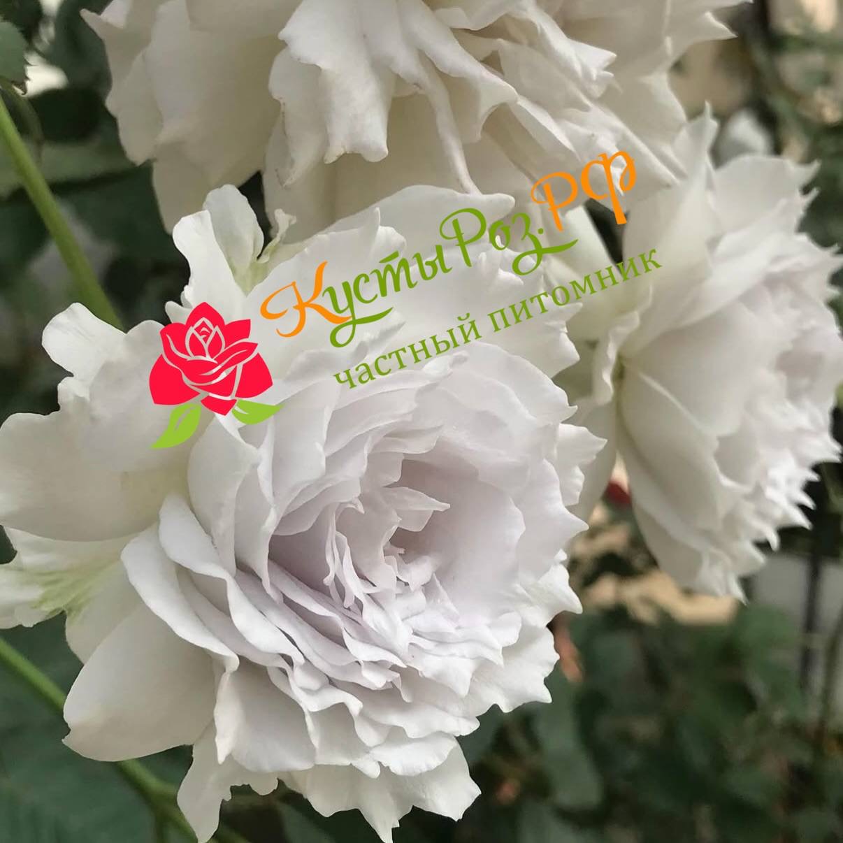 Габриэль (Gabriel) в Санкт-Петербурге