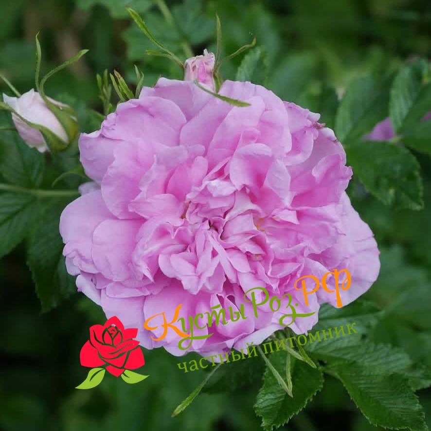 Миссис Дорин Пайк (MRS DOREEN PIKE) в Санкт-Петербурге