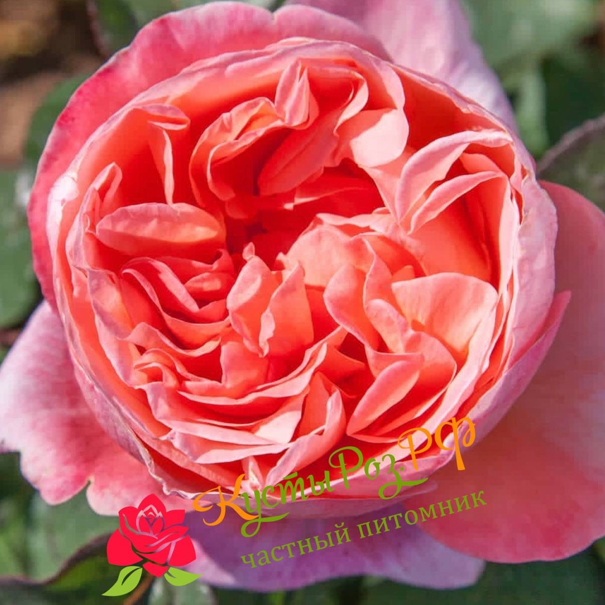 Мадмуазель Мейян (Mademoiselle Meilland) в Санкт-Петербурге