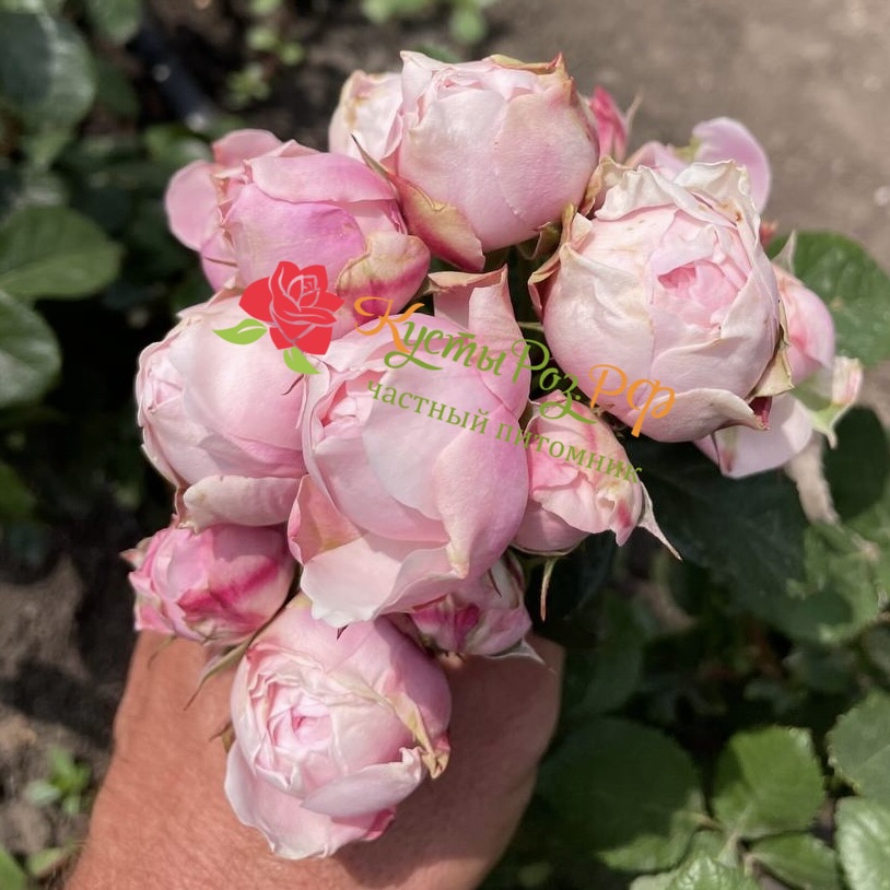 Сильва Пинк (SILVA PINK) в Санкт-Петербурге
